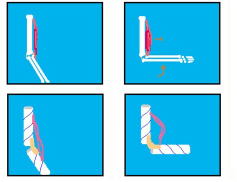 how are muscles similar to rubber bands